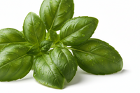 Basil